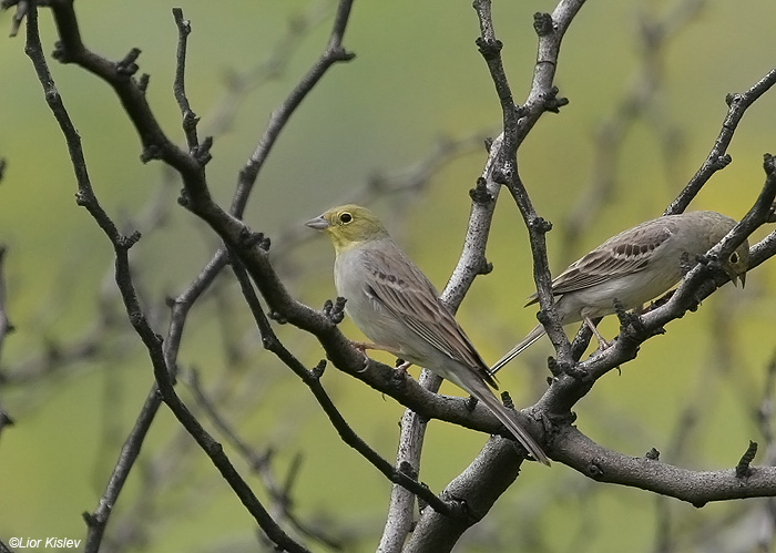   Cinereous Bunting Emberiza cineracea                        , , 2009.:                     